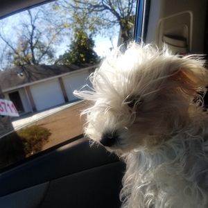 Meet your Posher, Basilio